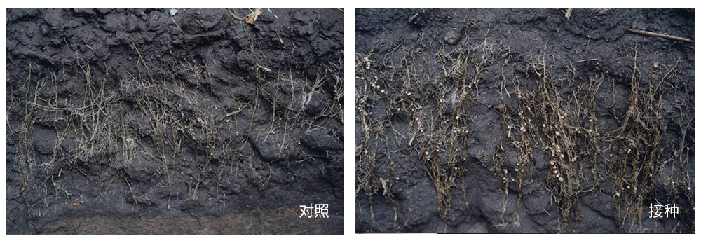凯时娱乐生物推进根瘤菌剂应用助力大豆产能提升