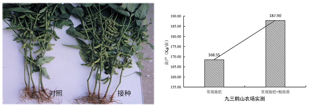 凯时娱乐生物推进根瘤菌剂应用助力大豆产能提升