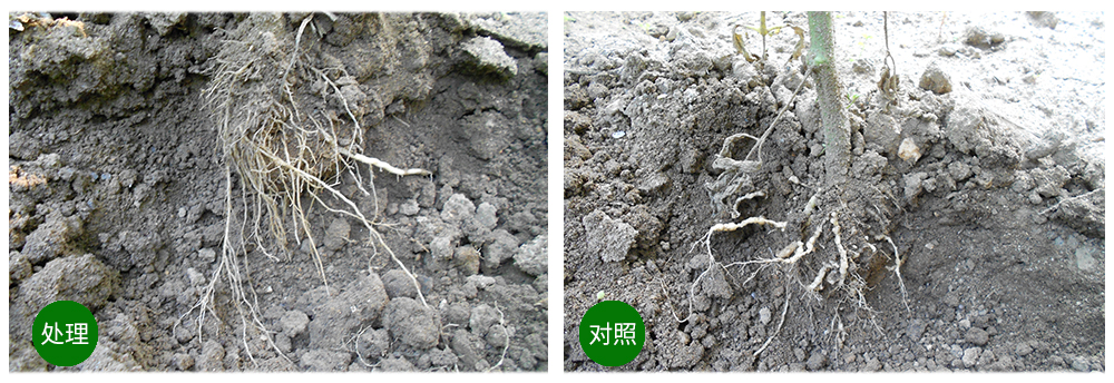 凯时娱乐生物益根劲菌多糖解决黄瓜根结线虫问题