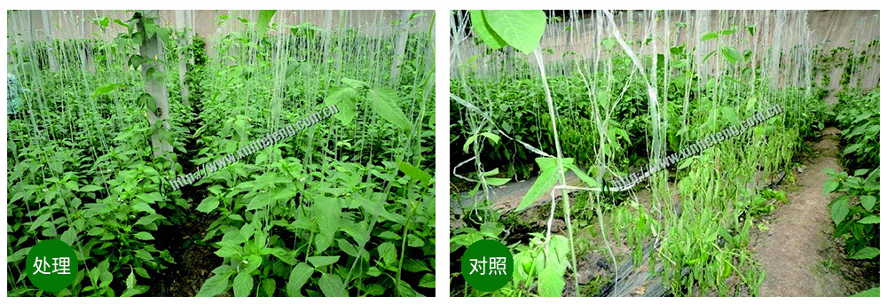 凯时娱乐生物创新型生防菌剂荧保素应用案例