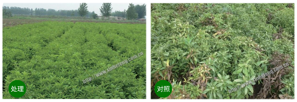 凯时娱乐生物创新型生防菌剂荧保素应用案例