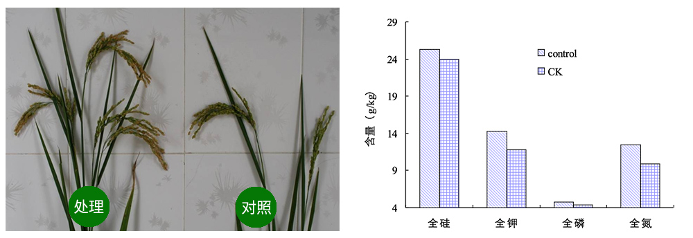 凯时娱乐生物解硅菌剂助力水稻提质增收