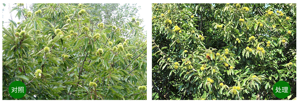 凯时娱乐生物“海藻+氮磷钾+腐植酸”让果树旺起来